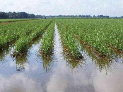 Compensation for the last flood of two thousand farmers in Kolhapur district is stuck, leaving the administration with Rs 1 crore | कोल्हापूर जिल्ह्यातील दोन हजार शेतकऱ्यांची गेल्या महापुरातील भरपाई अडकली, प्रशासनाकडे पैसे पडून Compensation for the last flood of two thousand farmers in Kolhapur district is stuck, leaving the administration with Rs 1 crore | कोल्हापूर जिल्ह्यातील दोन हजार शेतकऱ्यांची गेल्या महापुरातील भरपाई अडकली, प्रशासनाकडे पैसे पडून