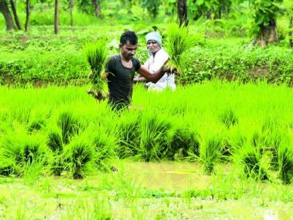 In Nagpur district, 89 per cent of the sowing of kharipa was sown | नागपूर जिल्ह्यात खरिपाच्या ८९ टक्के पेरण्या आटोपल्या