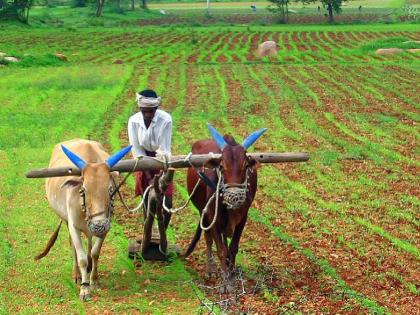 Farmers benefit; Study committee set up by Food Security Commission on 'pick and sell' | शेतकऱ्यांचा फायदा; ‘पिकेल तेथे विकेल’; अन्न सुरक्षा आयोगाकडून अभ्यास समितीची स्थापना