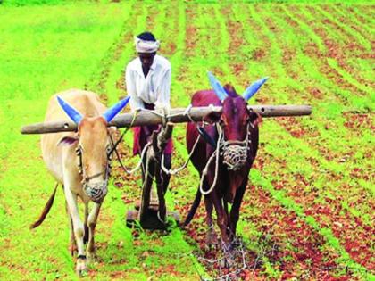 Sowing on 110 lakh hectare in the State | राज्यात ११० लाख हेक्टरवर पेरण्या