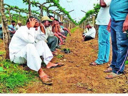 Ratnagiri farmers try farming for chemical fertilizers | सेंद्रिय जिल्ह्यासाठी रत्नागिरी शेतकऱ्यांचेच प्रयत्न- रासायनिक खतांच्या शेतमालाला नापसंती