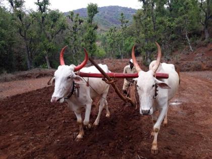 Almost farmers in Patne area for kharif sowing | पाटणे परिसरात खरिपाच्या पेरण्यांसाठी शेतकऱ्यांची लगबग