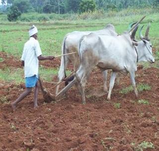 In the black soil .. Tiffany walks ... | काळ्या मातीत मातीत.. तिफन चालती...