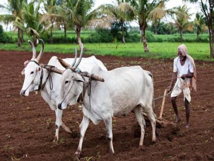 Double trouble on farmer Due to unseasonal weather the Panchanama of losses stopped the market prices also decreased | बळीराजावर दुहेरी संकट; अवकाळीमुळे नुकसानीचे पंचनामे रखडले, बाजारभावही घटले