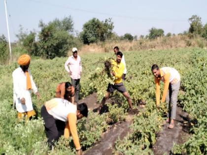 Purandar taluka farmer plucked 12 bunches of brinjal crop 66 rupees for 95 kg brinjal | पुरंदर तालुक्यातील शेतकऱ्याने १२ गुंठे वांग्याचे पीक उपटले; ९५ किलो वांग्याला अवघे ६६ रुपये