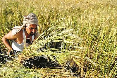  Farmers from Shahawwadi, Desodhodi, | शाहूवाडीतील शेतकरी देशोधडीला