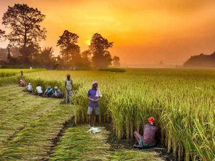 you have three days! Pay crop insurance by 3rd August | घ्या दमानं... तीन दिवस आहेत तुमच्या हाती! ३ ऑगस्टपर्यंत भरा पीकविमा 