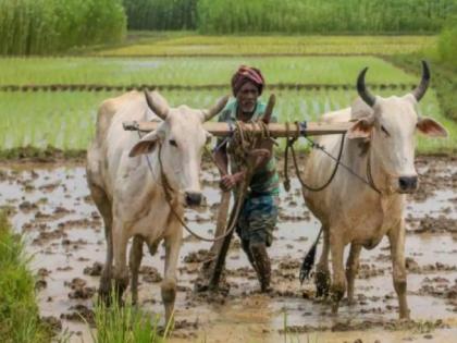 So far, 1 crore 11 lakh farmers in the state have paid crop insurance for one rupee, according to the information of the Agriculture Minister Dhananjay Munde | राज्यात आतापर्यंत १ कोटी ११ लाख शेतकऱ्यांनी भरला एक रुपयात पीकविमा, कृषीमंत्र्यांची माहिती