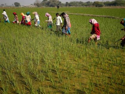 What will happen to Indian agriculture in the tariff storm? | टेरिफ वादळात भारतीय शेतीचे काय होणार? What will happen to Indian agriculture in the tariff storm? | टेरिफ वादळात भारतीय शेतीचे काय होणार?
