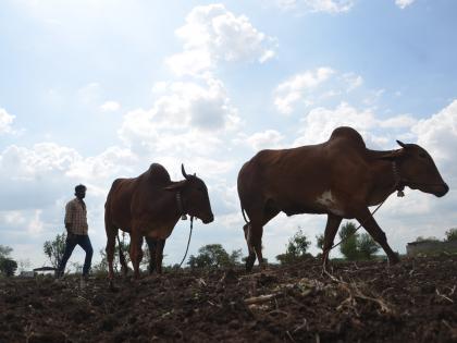 Farmers fall in the beed of Agriculture Minister; A farmer ends his life every two days | कृषीमंत्र्यांच्या बीडमध्येच शेतकऱ्यांची पडवड; जिल्ह्यात दोन दिवसाआड शेतकरी संपवतोय जीवन