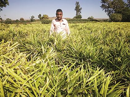 Generation of lakhs of income earned through unproductive farming through water management during the drought | दुष्काळात पाणी व्यवस्थापनाद्वारे अद्रक शेतीतून मिळवले लाखोंचे उत्पन्न