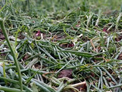 Unseasonal, hail hit crops on 710 hectares in Vashim | अवकाळी, गारपिटीचा ७१० हेक्टरवरील पिकांना फटका!