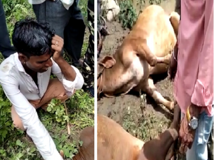 Bulls 'Sarja-Raja's tragic end with only a few hours left for the procession of the Pola; Farmer's cry | पोळ्याच्या मिरवणुकीला काही तास बाकी असतानाच सर्जाराजाचा करुण अंत; शेतकऱ्याचा आक्रोश