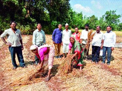 The demand for compensation for loss of rice, due to unexpected rains | अवकाळी पावसामुळे भातपिकाचे नुकसान, नुकसानभरपाई देण्याची मागणी