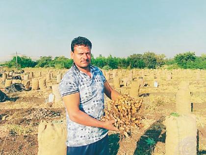 The young farmer has taken a fifteen lakh rupees ginger production | युवा शेतकऱ्याने एकरभर शेतीत घेतले पंधरा लाख रुपयांचे अद्रक