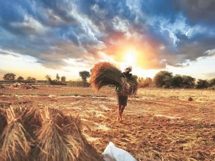 agriculture news important information for farmers heat wave can affect crops | Agriculture : शेतकऱ्यांसाठी महत्वाची माहिती, उष्णतेची लाट पिकांवर परिणाम करू शकते...