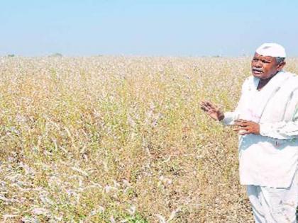 Quarter to Three lakh farmers will be debt free in Nagpur region | नागपूर विभागातील पावणेतीन लाख शेतकरी होणार कर्जमुक्त