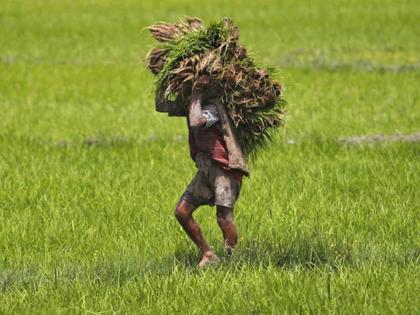 Crop loan to 91 thousand farmers; 3765 for new account holders only | ९१ हजार शेतकऱ्यांना पीककर्ज; नवीन खातेदार केवळ ३७६५