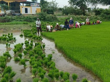 Bhandara: The clouds are dark, but the rain is drizzling; In Bhandara district only 6 percent planting, farmers in crisis | Bhandara: ढग काळेकुट्ट, पण पाऊस रिमझिम; भंडारा जिल्ह्यात केवळ ६ टक्केच रोवणी, शेतकरी संकटात