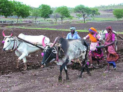 Aim to cultivate kharif crop on one lakh hectare area in Malegaon taluka | मालेगाव तालुक्यात एक लाख हेक्टर क्षेत्रावर खरीप पीक लागवडीचे उद्दिष्ट