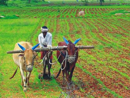 Nine thousand hectares affected in Amravati Yavatmal district | अमरावती, यवतमाळ जिल्ह्यात नऊ हजार हेक्टर बाधित