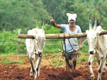 13 farmers from Satara won the state level competition; First in rice, sorghum, millet and soybeans | राज्यस्तरीय स्पर्धेत साताऱ्यातील १३ शेतकऱ्यांची बाजी; भात, ज्वारी, बाजरी अन् सोयाबीनमध्ये प्रथम