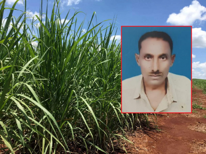 Shocking! A farmer's dead body was found in a rotting state in a sugarcane field | धक्कादायक! उसाच्या फडात कुजलेल्या अवस्थेत आढळला शेतकऱ्याचा मृतदेह