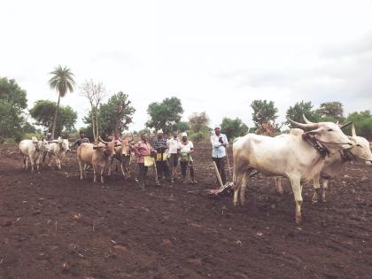 Dry sowing on 10 thousand hectares; The crisis of double sowing | १० हजार हेक्टरवर कोरड्यातच पेरणी; दुबार पेरणीचे संकट