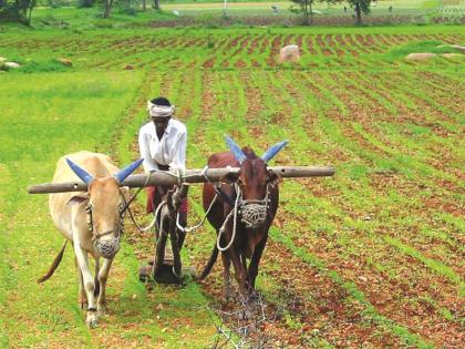 The seed has not grown; Complaints regarding seeds of 44 farmers in Sangamner taluka | पेरलेले उगवलेच नाही; संगमनेर तालुक्यात ४४ शेतक-यांच्या बियाणांबाबत तक्रारी