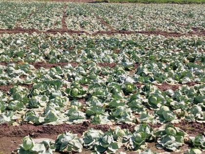 Farmers have suffered heavy losses due to heavy rains in some parts of Nashik district | नांदूरशिंगोटे परिसरात पावसाने सरासरी ओलांडली; अडीच महिन्यात 621 मिलीमीटर पावसाची नोंद