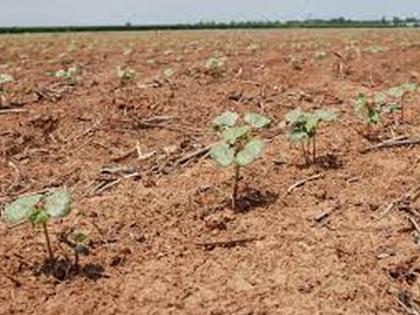 Even after the loss, farmers prefer cotton crop | नुकसानानंतरही शेतकऱ्यांची कपाशी पिकालाच पसंती