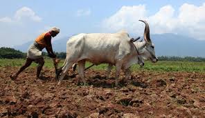   Vidarbha has increased farmer owning marginal land | विदर्भात अल्पभूधारकांचे प्रमाण वाढले!