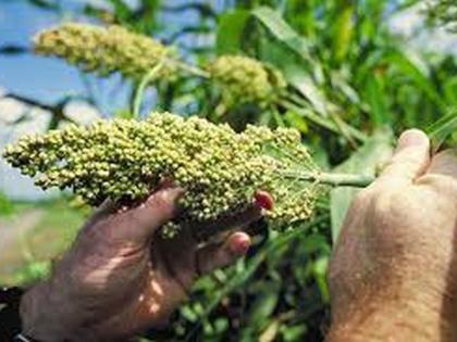 Farmers will also have to buy sorghum and eat it | शेतकऱ्यांनाही ज्वारी विकत घेऊन खावी लागणार