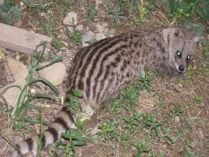  Farmers with the help of forest department rescued two wild cats that fell into a well on Sonari-Sonambe border in Sinnar taluka | विहिरीत पडलेल्या दोन उदमांजरांना जीवदान