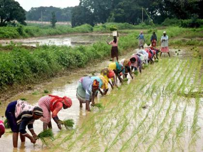 Question before 84 lakh farmers in the state, will there be crop insurance? | राज्यातील ८४ लाखांवर शेतकऱ्यांसमोर प्रश्न, पीक विमा निघेल का?