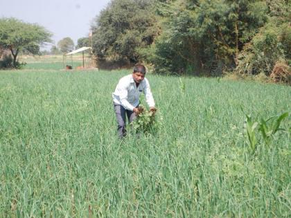 Higher production in the event of management of nutrients | अन्नद्रव्यांचे व्यवस्थापन झाल्यास भरघोस उत्पादन