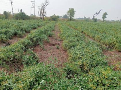 Unseasonal rain all over the district; Damage to cotton; Average 50.50 mm. the rain | जिल्ह्यात सर्वदूर अवकाळी पाऊस; कपाशीचे नुकसान; सरासरी ५०.५० मि.मी. पाऊस