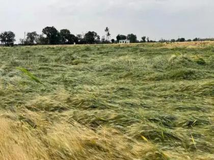 23 districts in the state hit by unseasonal rains Crops on 23,331 hectares damaged | राज्यात २३ जिल्ह्यांना अवकाळीचा फटका; २३ हजार ३३१ हेक्टरवरील पिकांचे नुकसान 23 districts in the state hit by unseasonal rains Crops on 23,331 hectares damaged | राज्यात २३ जिल्ह्यांना अवकाळीचा फटका; २३ हजार ३३१ हेक्टरवरील पिकांचे नुकसान
