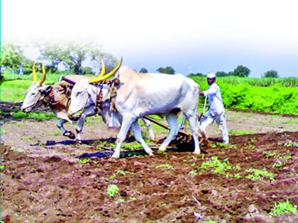 The sowing of the Rabbi was done on 9 lakh 25 thousands hectares | रब्बीच्या सव्वानऊ लाख हेक्टरवरील पेरण्या उरकल्या