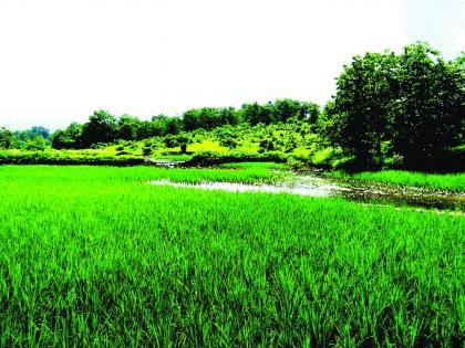 Rice paddy in danger due to rain | पावसामुळे शहापूरमध्ये भातशेती धोक्यात