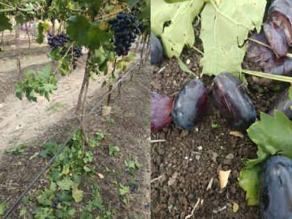 The leopard also liked the grapes farmer family was speechless due to the incident | बिबट्यालाही लागली द्राक्षे गोड, घटनेमुळे शेतकरी कुटुंब अवाक