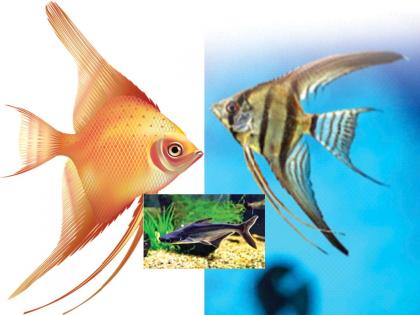 World Fisheries Day crore of sales of elegant fish, colorful fish exude beauty | जागतिक मत्स्यपालन दिन : शोभीवंत माशांची कोट्यवधींची उड्डाणे, रंगीबेरंगी मासे फुलवतात सौंदर्य