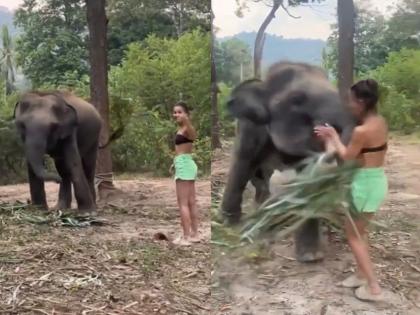 The elephant was eating grass, got angry seeing the act of the young woman Watch the video, see what happened | गवत खात होता हत्ती, तरुणीचं कृत्य पाहून भडकला अन्...; पाहा VIDEO, बघा काय घडलं?