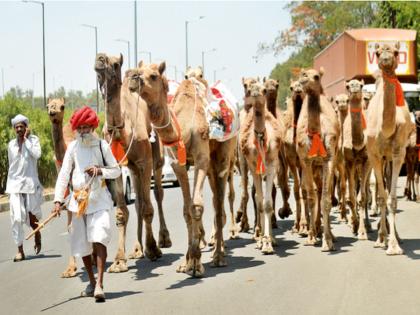 Who would put the tail on the trafficking camels | ‘तस्करी’च्या उंटांना शेपूट कोणी लावायची?