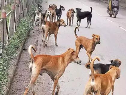 Acid thrown on 12 stray dogs in Veshwi by unknown assailants Serious injuries to dogs; Start treatment | वेश्वीत १२ भटक्या कुत्र्यांवर अज्ञात माथेफिरूंनी ॲसिड फेकले; कुत्र्यांना गंभीर दुखापती; उपचार सुरू