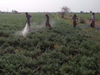 Pest control spray has come in | तळोद्यात कीडनाशक फवारणीला आला वेग