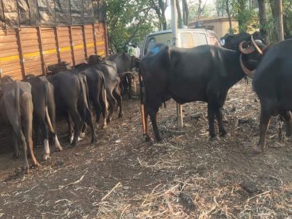 transportation of livestock by road; Four Tempos caught; A case against eight people in Renapur police station | चाेरट्या मार्गाने पशुधनांची वाहतूक; चार टेम्पाे पकडले; रेणापूर पाेलिस ठाण्यात आठ जणांविरुद्ध गुन्हा