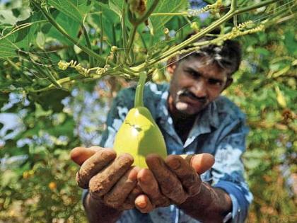 one Thousand crore scheme for fruit and vegetable growers | फळ, भाजीपाला उत्पादकांसाठी हजार कोटींची योजना