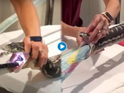 Social Viral : Python swallowed entire towel this is what doctors did to extract it from her stomach | VIDEO : बाबो! अजगराने खाल्ला होता अख्खा टॉवेल, बघा डॉक्टरांनी कसा काढला बाहेर....