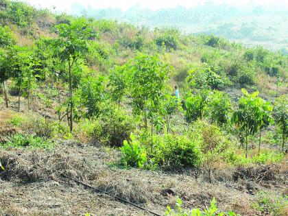 Solar water with 3,000 plants drip in cooling mode | सौरऊर्जेद्वारे ठिबक पद्धतीने १५ हजार झाडांना पाणी